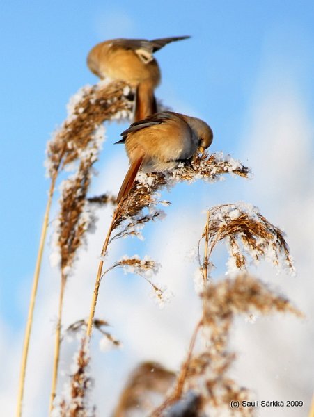 DSC_0001.JPG - Panurus biarmicus, EN: Bearded Reedling (female), FI: viiksitimali (naaras)