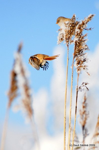 DSC_0005.JPG - Panurus biarmicus, EN: Bearded Reedling (female), FI: viiksitimali (naaras)