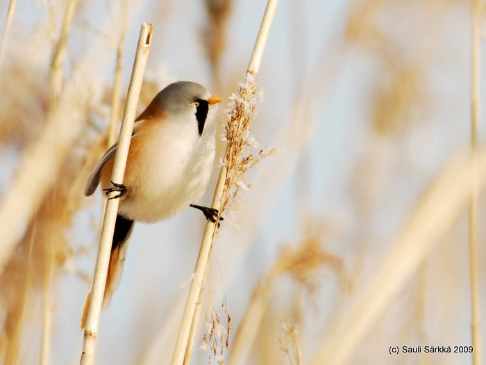 DSC_3747.JPG - Panurus biarmicus, EN: Bearded Reedling (male), FI: viiksitimali (koiras)