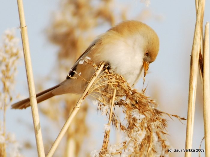 DSC_3782-1.JPG - Panurus biarmicus, EN: Bearded Reedling (female), FI: viiksitimali (naaras)