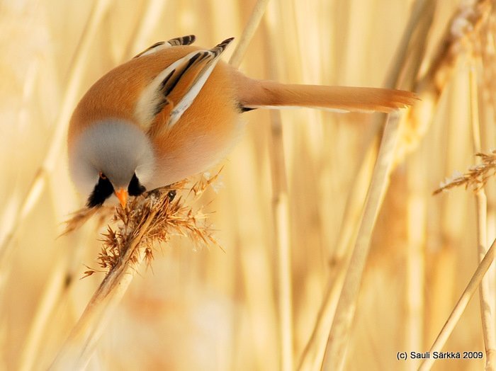 DSC_3824.JPG - Panurus biarmicus, EN: Bearded Reedling (male), FI: viiksitimali (koiras)