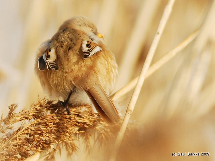 DSC_3829.JPG - Panurus biarmicus, EN: Bearded Reedling (female), FI: viiksitimali (naaras)