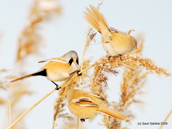 DSC_3907.JPG - Panurus biarmicus, EN: Bearded Reedling, FI: viiksitimali