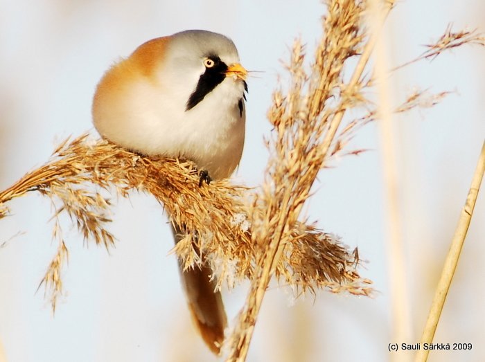 DSC_4064.JPG - Panurus biarmicus, EN: Bearded Reedling (male), FI: viiksitimali (koiras)