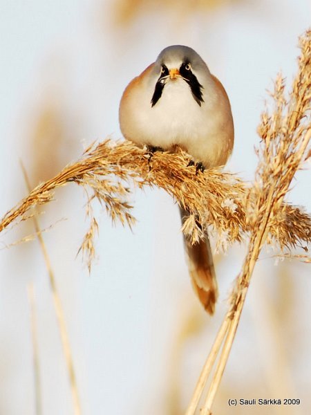 DSC_4065.JPG - Panurus biarmicus, EN: Bearded Reedling (male), FI: viiksitimali (koiras)