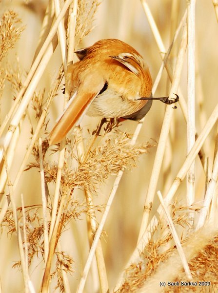 DSC_4243.JPG - Panurus biarmicus, EN: Bearded Reedling (male), FI: viiksitimali (koiras)