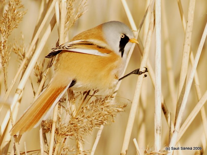 DSC_4247.JPG - Panurus biarmicus, EN: Bearded Reedling (male), FI: viiksitimali (koiras)