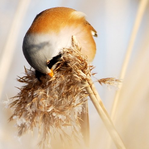 DSC_4400-1.JPG - Panurus biarmicus, EN: Bearded Reedling (male), FI: viiksitimali (koiras)
