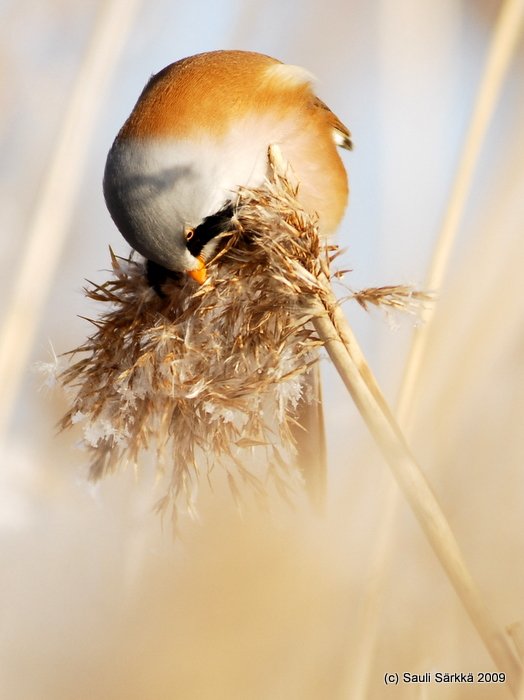 DSC_4400.JPG - Panurus biarmicus, EN: Bearded Reedling (male), FI: viiksitimali (koiras)