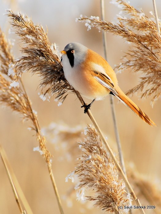 DSC_4425.JPG - Panurus biarmicus, EN: Bearded Reedling (male), FI: viiksitimali (koiras)