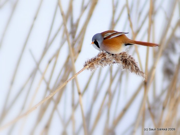 DSC_9304-1.JPG - Panurus biarmicus, EN: Bearded Reedling (male), FI: viiksitimali (koiras)