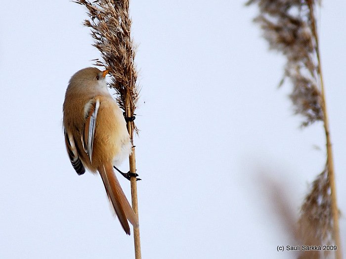 DSC_9389.JPG - Panurus biarmicus, EN: Bearded Reedling (female), FI: viiksitimali (naaras)