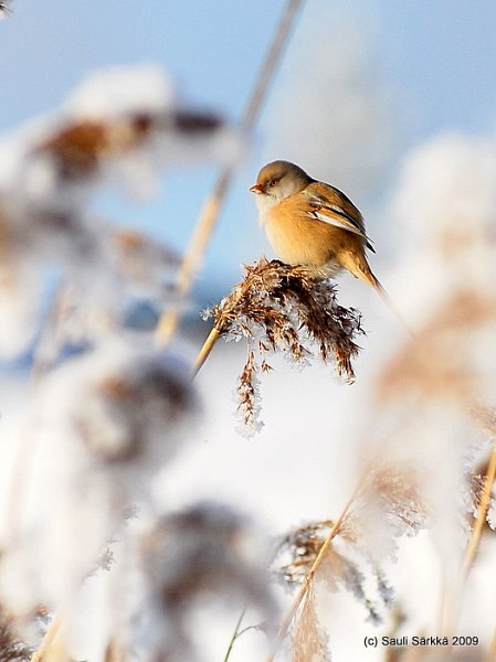 DSC_9918.JPG - Panurus biarmicus, EN: Bearded Reedling (female), FI: viiksitimali (naaras)