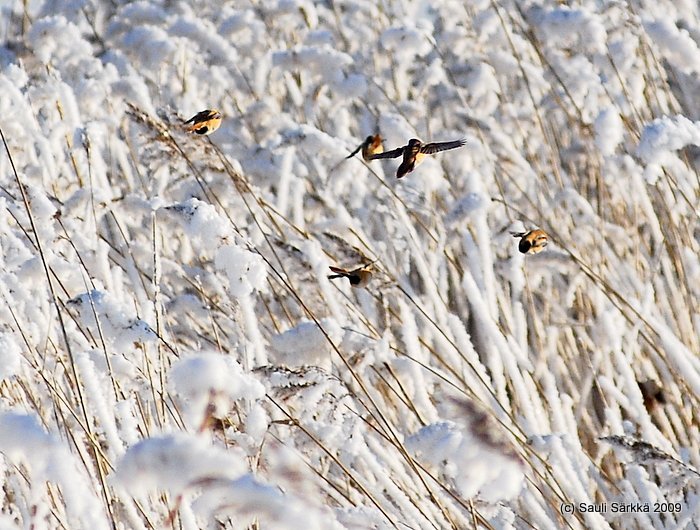 DSC_9928.JPG - Panurus biarmicus, EN: Bearded Reedling, FI: viiksitimali