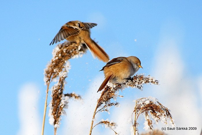 DSC_9998.JPG - Panurus biarmicus, EN: Bearded Reedling (female), FI: viiksitimali (naaras)