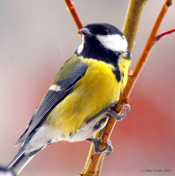 3032009382_c68eab81a2_b.jpg - EN: Parus major, great tit. FI: Talitiainen.