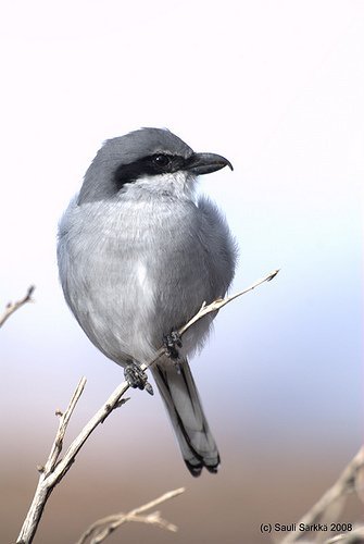 isolepinkainen.jpg - EN: Lanius excubitor, Great Grey Shrike.FI: Isolepinkinen.