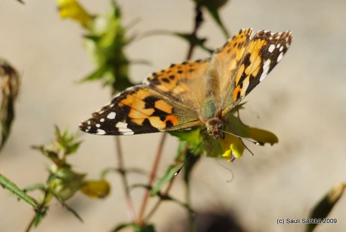 DSCF1501.JPG - Vanessa cardui