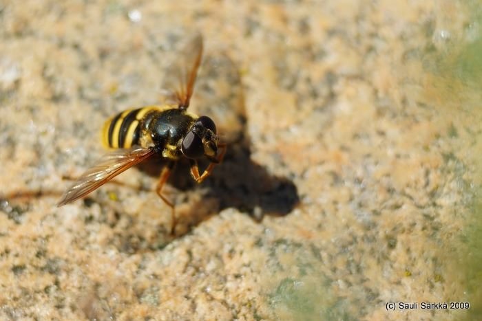 DSCF1540.JPG - Hover fly, the largest one I've ever seen.