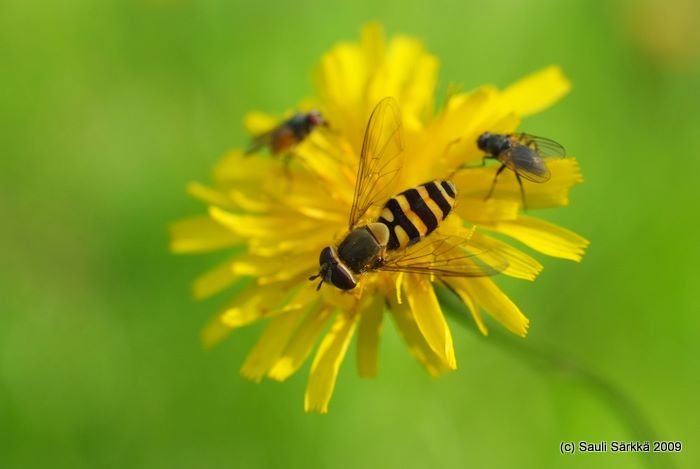 DSCF1491.JPG - Hover fly with two buddies.