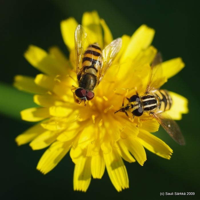 DSCF1516.JPG - A pair of hover flies.