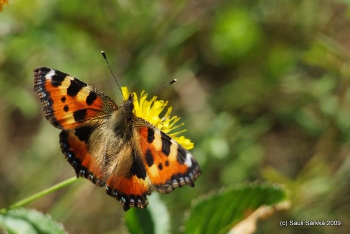 DSCF1520.JPG - Nymphalis urticae syn. Aglais urticae