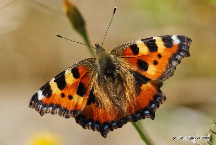 DSCF1530.JPG - Nymphalis urticae syn. Aglais urticae