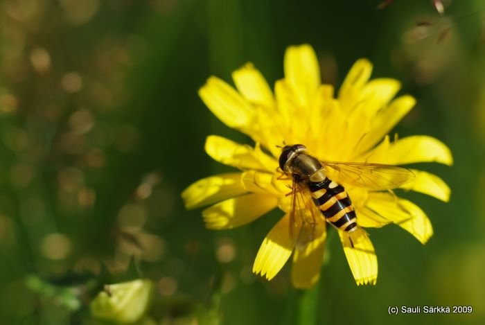 DSCF1578.JPG - Hover fly.