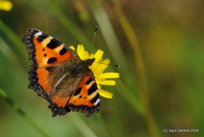 DSCF1640.JPG - Nymphalis urticae syn. Aglais urticae