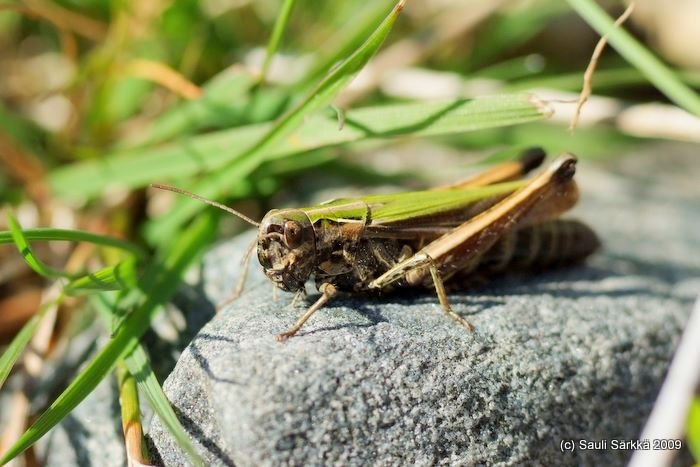 DSCF1761.JPG - Grasshopper, female.