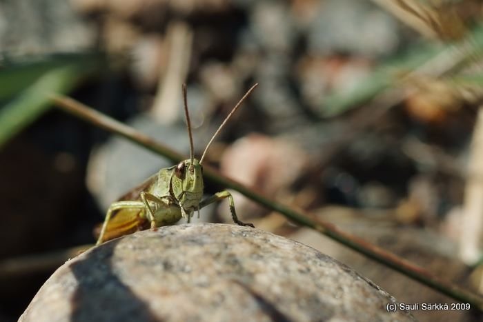 DSCF1771.JPG - Grasshopper, male.