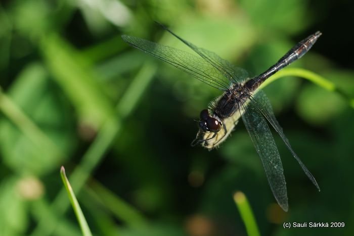 DSCF1808.JPG - Dragonfly.