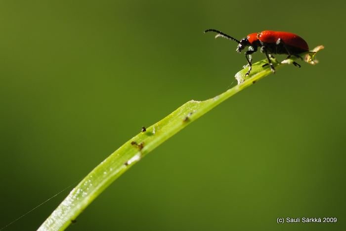 DSCF1889.JPG - Lilioceris lilii