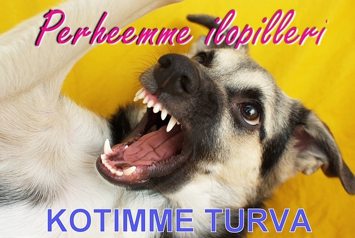 kotimmeturva4.jpg - Erilainen nuori.